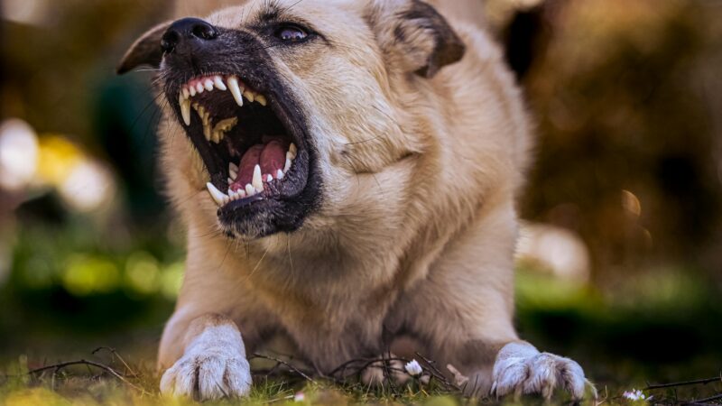 Cane aggressivo? 10 consigli...